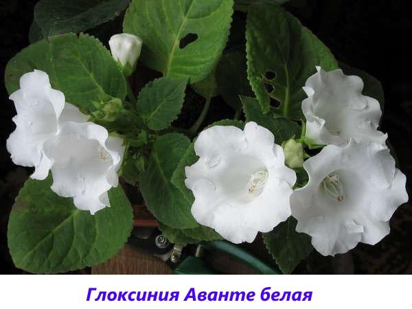 Gloxinia Avante putih