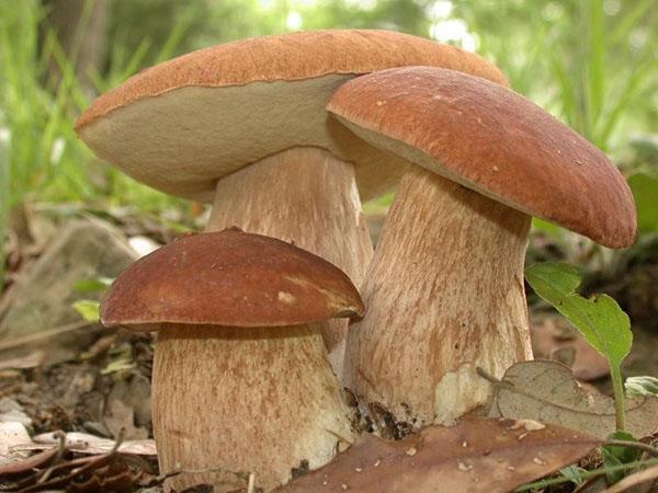 champignons dans la forêt