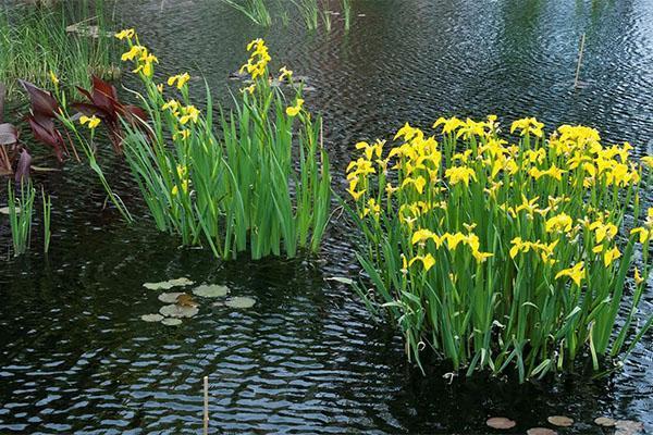 myr iris blomstrer