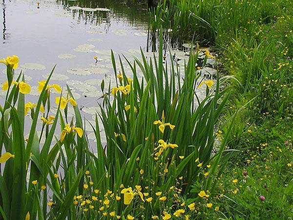 bažina iris na rybníku