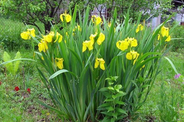 el iris del pantano necesita un lugar brillante