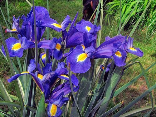 Iris im Landblumenbeet