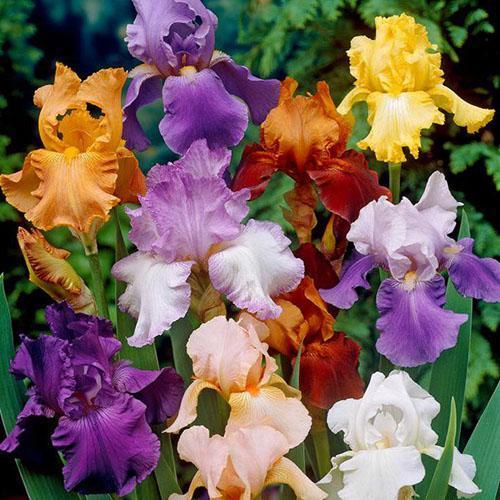 iris of different varieties