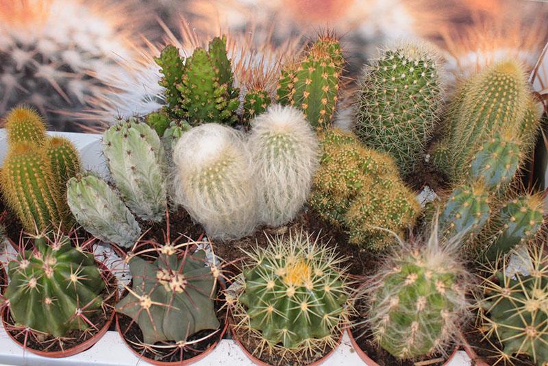 как да се грижим за различни видове кактуси