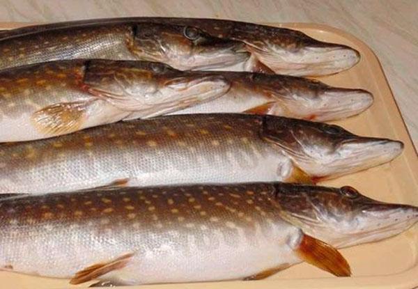 pike for salting at home