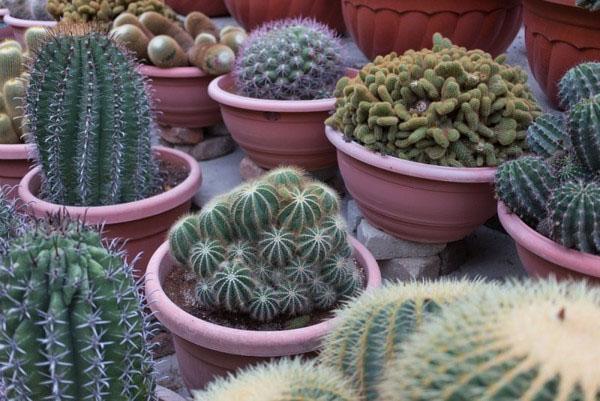 cactus di diversi tipi e varietà