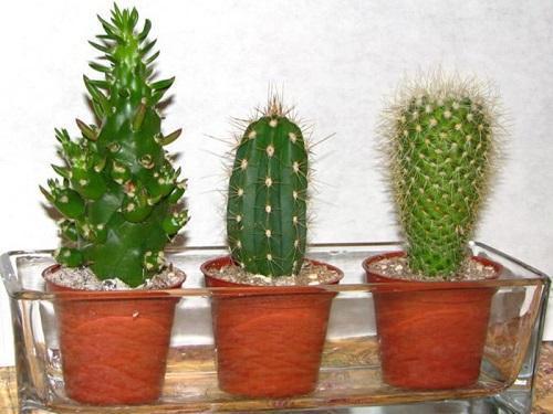 kaktusar i en pall