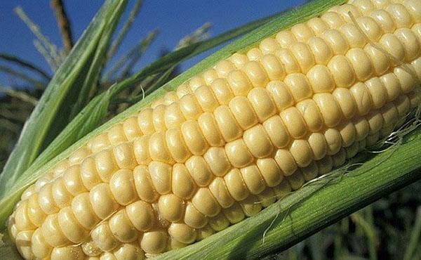 head of corn