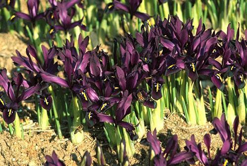 zavjesa sibirske irisa
