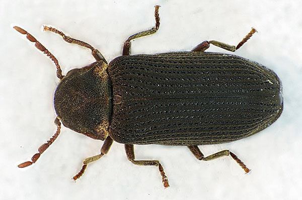smerigliatrice scarabeo mobili