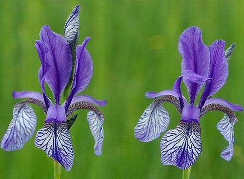 speciel sibirisk iris