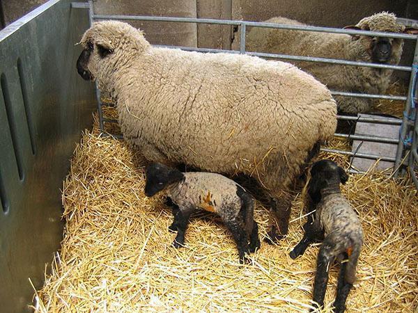 owce z jagniętami
