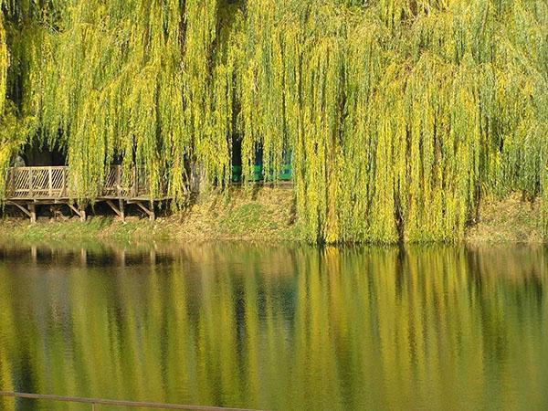 weeping willow in the wild