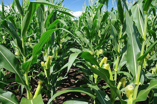 pole kukurydzy cukrowej