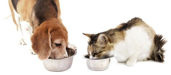 zdravé jedlo pre psy a mačky
