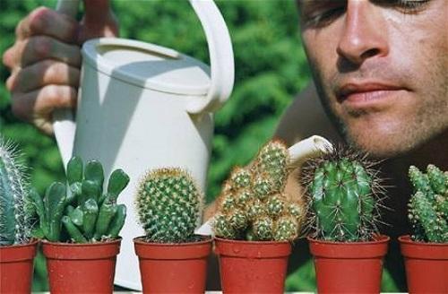 watering a cactus