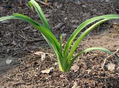 plantat daylily