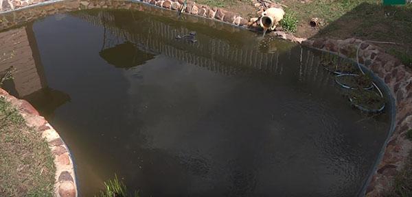 kolam dengan bioplato