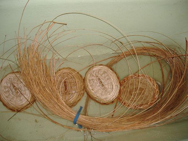 grančice vrbe za tkanje košara