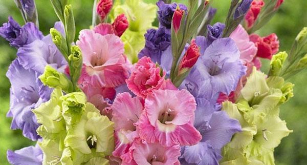 bouquet lussureggiante di gladioli