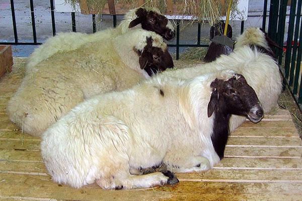 držanje ovce s debelim repom