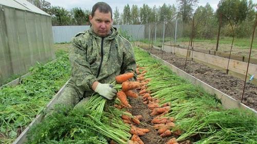 raccolta delle carote