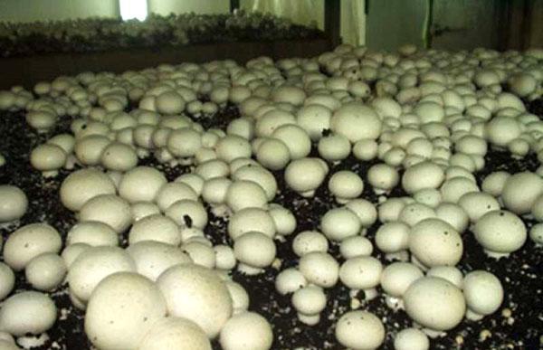 funghi prataioli in crescita