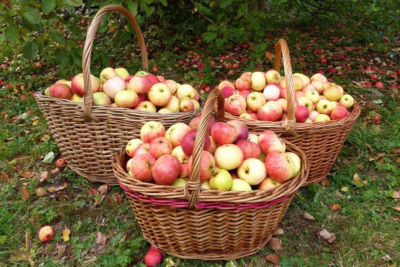høsting av epler