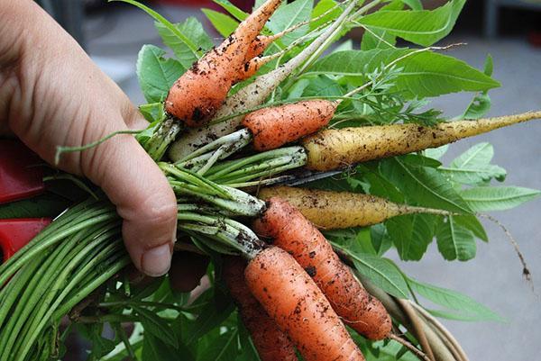 сложете моркови цвекло за съхранение