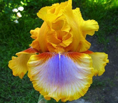 iris siberiano giallo