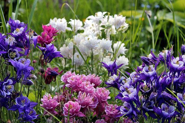aquilegia of different varieties in the country