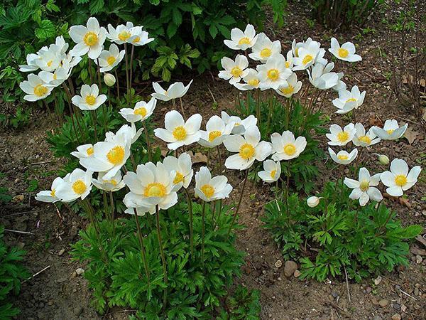anemoner blomstrer i blomsterbedet