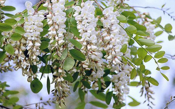 vit akacia blommar fantastiskt