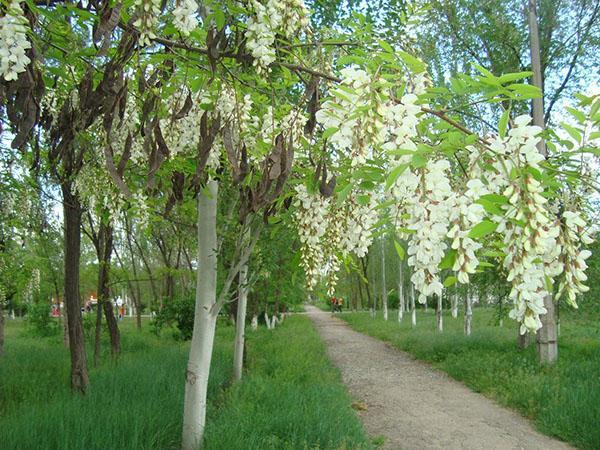 acacia blanc dans la zone du parc