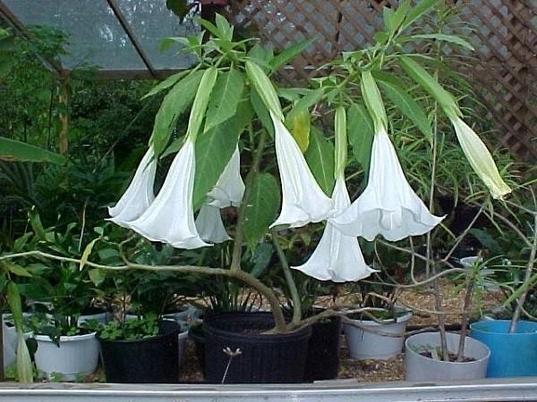 brugmansia in room conditions