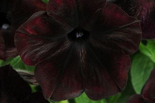 черна череша цвете