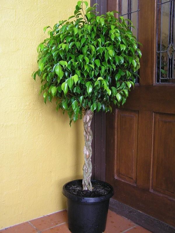 Ficus Benjamin im Raum