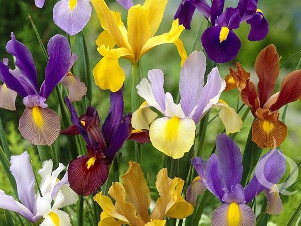 iris bulbe hollandais