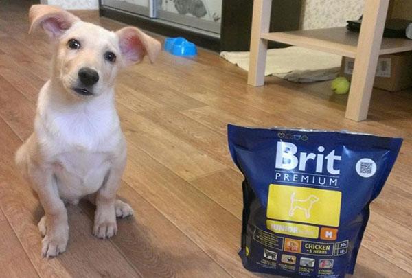 кучешка храна brit premium