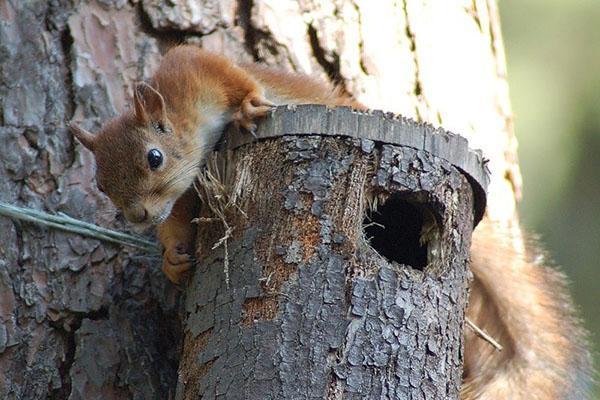 hjemmelavet egernføder
