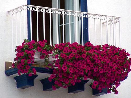 röda petunior på balkongen
