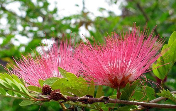 fioritura insolita di acacia di Lankaran