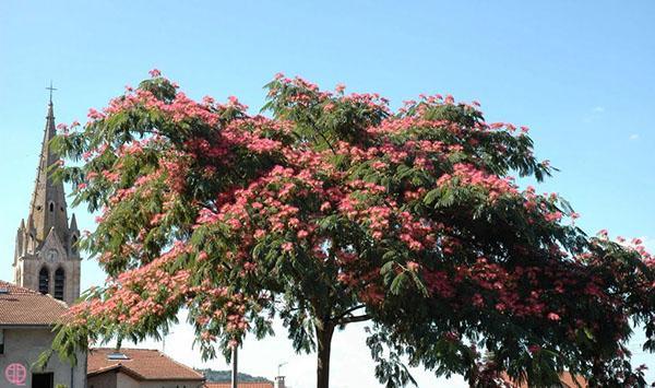 Lankaran acacia ในอาเซอร์ไบจาน
