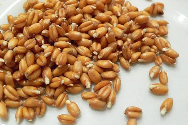 grains de blé germés
