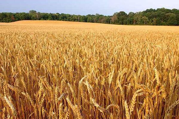 polje ozime pšenice