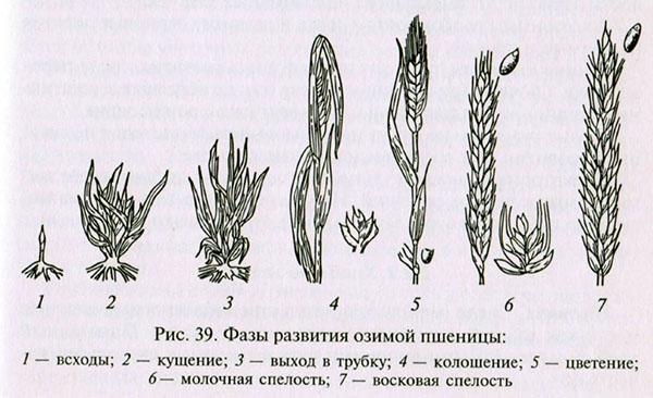фази на развитие на зимна пшеница