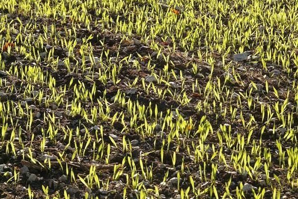 jarná obnova vegetácie pšenice ozimnej