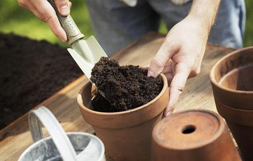 soil for poinsettia