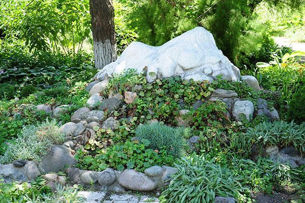 sự kết hợp hoàn hảo giữa đá và thực vật