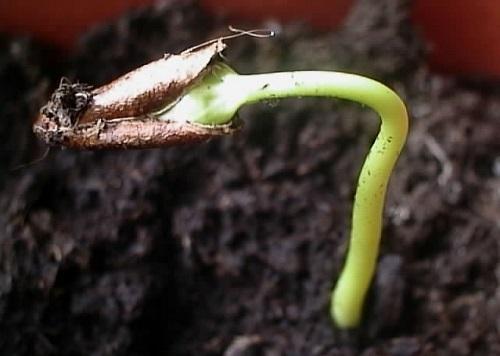 seed sprout